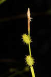 Sulphur sedge